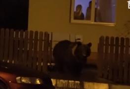 Ursoaică filmată în timp ce-şi caută hrană chiar sub geamul unei localnice, în Buşteni. Oamenii spun că se închid în case de frică