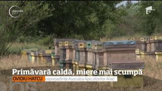 Primăvara caldă, miere mai scumpă. Apicultorii nu au reușit să facă toate recoltările la timp