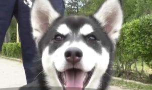 Veve, o căţeluşă Husky, a devenit terapeut pentru o fetiţă diagnosticată cu autism!