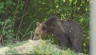 Ursulețul Șoni şi-a schimbat casa, dar şi numele! Puiul de urs va fi eliberat în rezervaţia de la Zărneşti