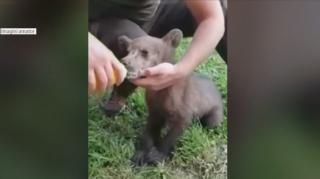 Pui de urs rămas orfan, salvat de pădurarii din Braşov