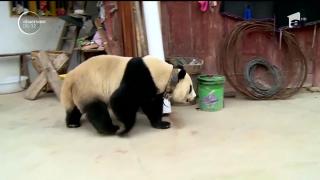 Locuitorii unui sat din sud-vestul Chinei au primit vizita unui oaspete rar: un urs panda uriaş