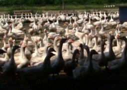 Ferma de gâşte, afacere înfloritoare într-o comună din Bihor. Un fermier scoate bani şi din pene