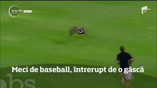 Haos la un meci de baseball provocat de o gâscă