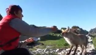 Vulpea Bella de la Lacul Bucura, noi imagini în care este hrănită cu furculiţa de turişti!