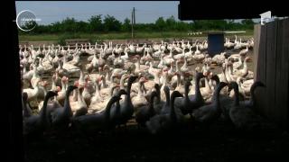 Creșterea gâștelor devine afacere profitabilă. Ferma exportă ouă, pene și boboci