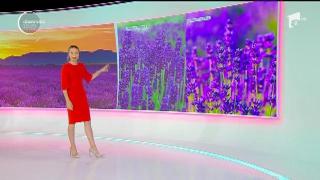 Observator de weekend