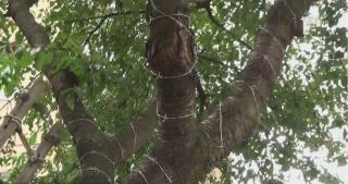 Cireșe păzite cu sârmă ghimpată la Bistriţa. Un bărbat a înfăşurat pomul ca să îi ţină la distanţă pe copii