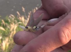 Spectacolul efemeridelelor pe râul Mureş, în Arad! Imagini unice cu mii de fluturi care au împânzit oglinda apelor