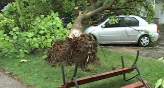 Prăpăd în Arad. Unii şoferi şi-au găsit maşinile strivite de copaci smulşi din rădăcini de rafalele violente