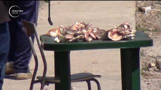 Ciupercile cumpărate de pe marginea drumului, extrem de periculoase. 6 copii din Vaslui, la un pas de moarte