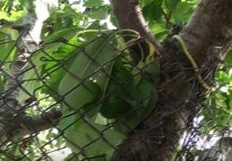 Un bărbat din Alba Iulia şi-a învelit vişinul în sârmă ghimpată, pentru ca nu cumva copiii să-i mănânce fructele!