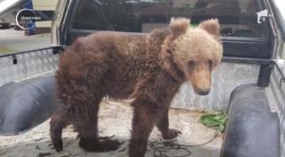 Mobilizare în două judeţe pentru salvarea unui pui de urs