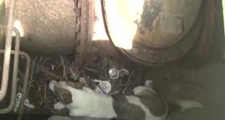 Pompierii din Deva au scăpat de la moarte sigură un căţel