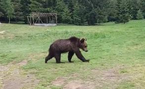 Locul ursuleţului Şoni, mutat de lângă Lacul Sfânta Ana a fost ocupat de alţi cinci urşi