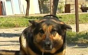 Mabanu, câinele-jandarm iese la pensie