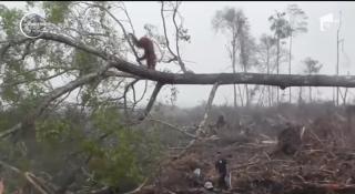 Imagini dramatice filmate într-o pădure din Indonezia