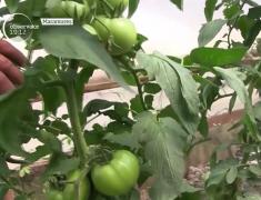 Micii agricultori duc legumele româneşti pe facebook, sperând că tinerii vor trece mai des pe la tarabele lor