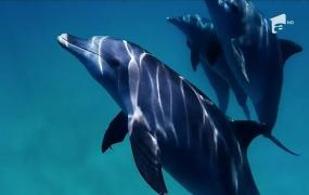 Un delfin s-a apropiat prea mult de ţărm şi a ajuns în mâinile unor turişti. Oamenii s-au năpustit să îl pozeze, inconştienţi de răul pe care i-l fac