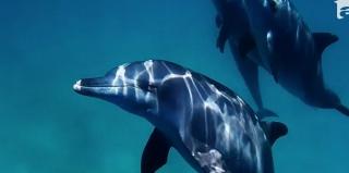 Încă un delfin s-a apropiat prea mult de ţărm, la Mamaia