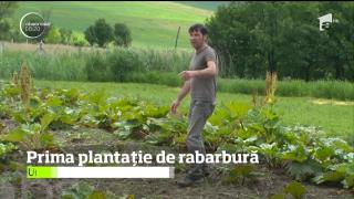 Un mureşean a reuşit să devină primul producător de rabarbură din România