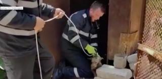 Căţeluş căzut într-o fosă septică, la Constanţa. Misiunea dramatică a pompierilor