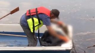 Zeci de raţe găsite moarte în Parcul Bordei din Capitală. Substanţa toxică folosită la deratizare le-a otrăvit