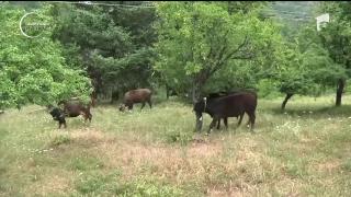 Clemenţă pentru vaca din Bulgaria care a ajuns în atenţia presei internaţionale