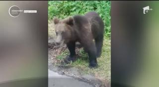 Urșii și-au făcut din nou apariția la drumul mare, în Harghita şi pe Valea Prahovei