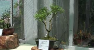 Cea mai mare expoziţie de bonsai la Grădina Botanică din Cluj-Napoca