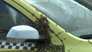 Taxi acoperit de un roi de albine în Piatra Neamţ. Fenomenul bizar explicat de un apicultor