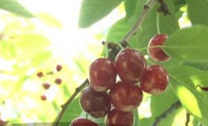 Cireșele românești, vândute la un preţ de nimic Producătorii preferă să-şi lase fructele neculese