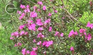 Bujorii de munte au colorat în roz crestele Rodnei