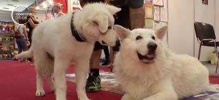 Atitudinea stăpânului, secretul dresajului