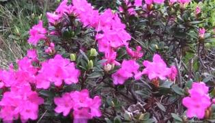 Bujorii sălbatici au colorat în roz crestele Rodnei