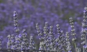 Lavanda, o afacere parfurmată pentru români