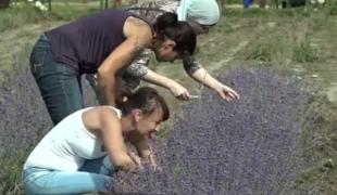 Lavanda, afacere de succes în România. Vezi harta culturilor de levănţică de la noi