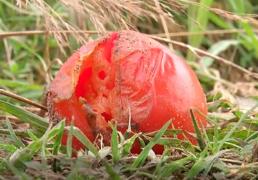 Roşiile româneşti ajung la gunoi. Agricultorii din sudul ţării sunt nevoiţi să-şi arunce producţia