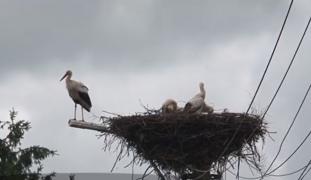 În Mureş, a început recesământul anual al berzelor