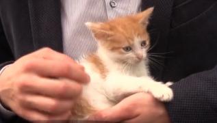 Un timișorean de 22 de ani este acuzat că ucide pisici