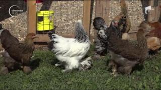 Pasiune ieşită din comun a unui hunedorean: colecţionează păsări de curte de mari dimensiuni