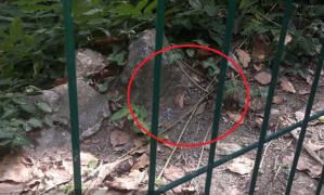 Otrava din parcurile din Capitală ar fi fost împrăştiată intenţionat. Poliţia face anchetă penală