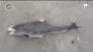 Alertă pe litoral. Tot mai mulţi delfini eșuați la malul Mării Negre
