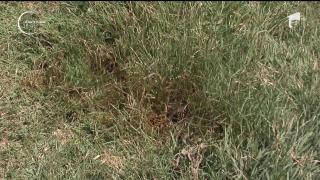 Anchetă la Galaţi. Câinii oamenilor din satul Braniştea au mâncat carne otrăvită, lăsată lângă gard