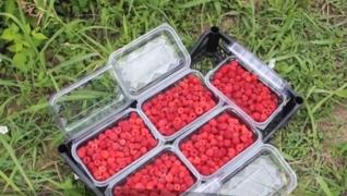 Zmeura, noua afacere pentru intermediari. Producătorii au ajuns la mâna samsarilor