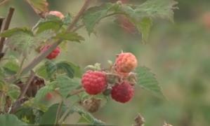 Producţia de zmeură, grav afectată din cauza vremii capricioase