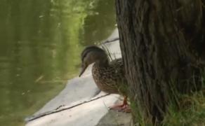 Otrava pentru şobolani ar fi ucis şi raţele din Parcul Bordei din Capitala. Poliţia caută vinovaţii