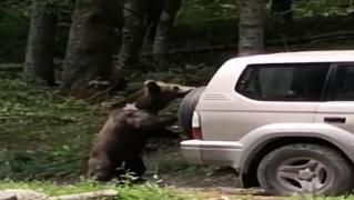 Un urs curios a dat târcoale unei maşini parcată la marginea unei păduri din apropierea Lacului Sf. Ana!