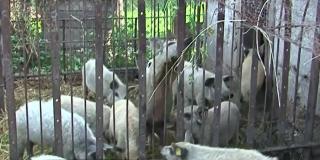 Prima serie de 20 de porci din rasa Mangaliţa a ajuns la fermierii din Târgu Mureş