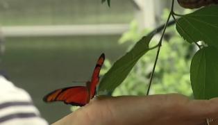 Expoziţie spectaculoasă de fluturi exotici la Muzeul Antipa din Bucureşti